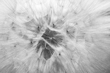 Dandelion macro photography. Fluffy dandelion in close photography. Dandelion seeds.