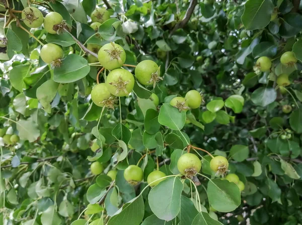Small apples on a tree. green paradise apples on a tree. Pldy tree with fruits.