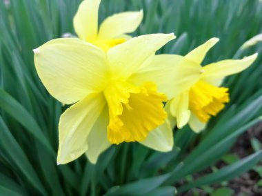 Yellow daffodils bloomed. Buds of yellow daffodils. Yellow flowers in the garden. Daffodils with yellow flowers.