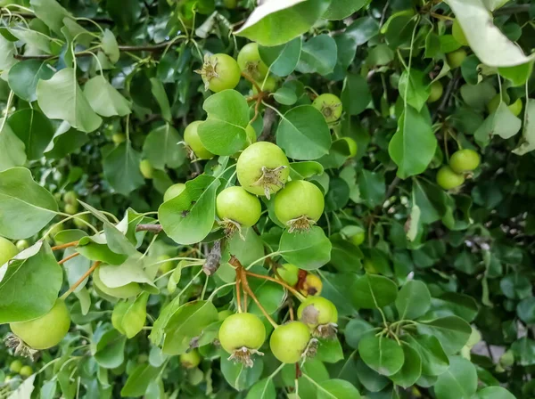 Small apples on a tree. Pldy tree with fruits. green paradise apples on a tree.