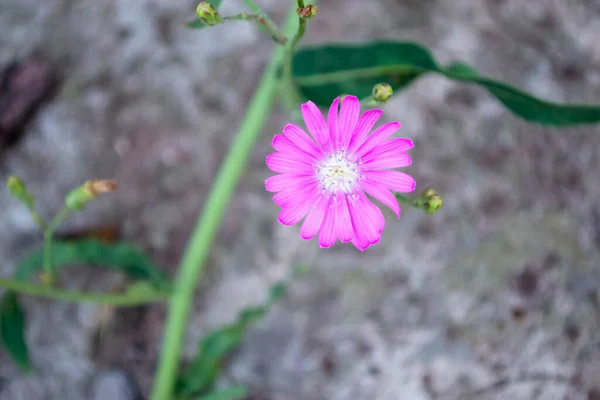 Pink flower on the background of asphalt. Beautiful flower with pink petals. Delicate purple color.