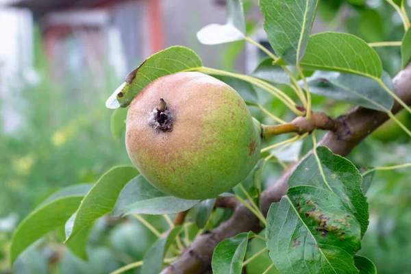 Pear on a tree. Fruits on the pear tree. autumn fruits on a varietal pear.