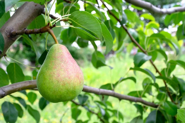 Pear on a tree. autumn fruits on a varietal pear. Fruits on the pear tree.