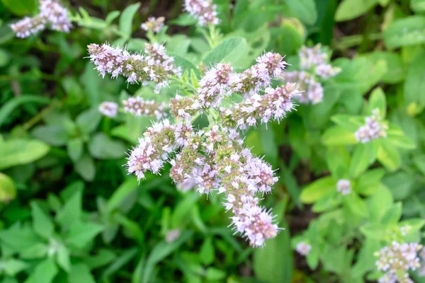 Mint blossoms. Mint blooms in the garden. Large mint inflorescences close-up. Lemon balm blooms in summer.