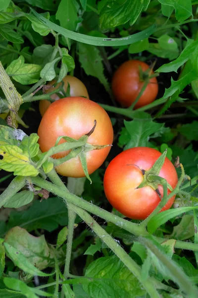 Red tomatoes on a bush affected by a spider mite. Pests on tomatoes. Cobwebs on a tomato bush with fruit. Pests of garden crops.