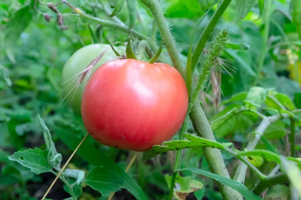 Pink tomato on a bush. Pink tomatoes ripen in the garden. A large pink tomato on a bush branch.