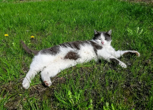 A black and white cat lies on the green grass. A gray-white cat is warming up on the lawn. An adult cat walks on the lawn.