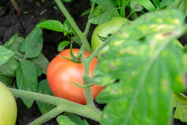 The tomato ripens on the bush. The tomato begins to turn red on the bush. On a green bush in the garden grows a tomato. Tomato fruits ripen.