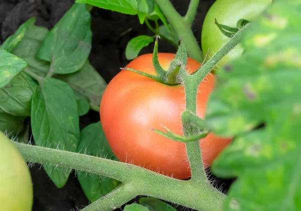 The tomato ripens on the bush. The tomato begins to turn red on the bush. On a green bush in the garden grows a tomato. Tomato fruits ripen.