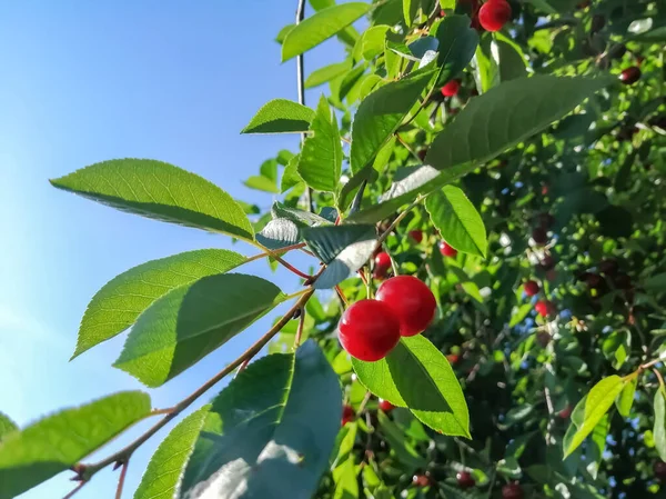 Cherries ripened on the tree. A red cherry hangs from a tree. summer berries - red cherry in front of the sky.