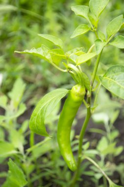 A green pepper pod on a small bush. ON A small chili bush grows a large pod of pepper.