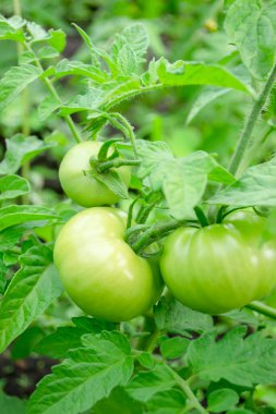 Green tomatoes grow on a bush in the garden. A large harvest of green tomatoes. Tomatoes in the open ground - green fruits on branches.