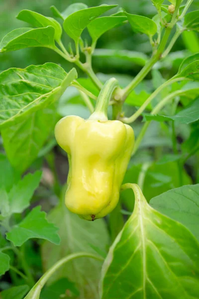 Bell pepper ripens on a bush in the garden. One green pepper is sweet on the bush. Sweet pepper ripens in the garden.