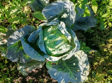 white cabbage in the garden close-up. Top view of the cabbage. A large head of cabbage in the garden. Winter cabbage.