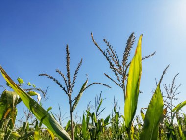 Flowering of corn against the sun. Corn plants in the field released flowers. Flowers on corn plants against a blue sky.