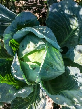 white cabbage in the garden close-up. Winter cabbage. Top view of the cabbage. A large head of cabbage in the garden.