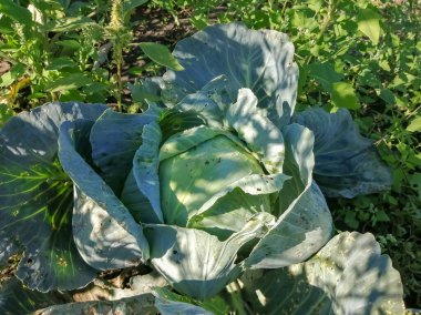 Cabbage grows in the garden. There is winter cabbage on the bed. a large head of cabbage in the garden.