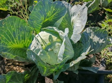 Cabbage grows in the garden. Cabbage eaten a beetles. a large head of cabbage in the garden. There is winter cabbage on the bed.