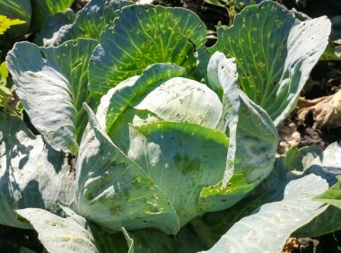 Cabbage grows in the garden. There is winter cabbage on the bed. Cabbage eaten a beetles. a large head of cabbage in the garden.