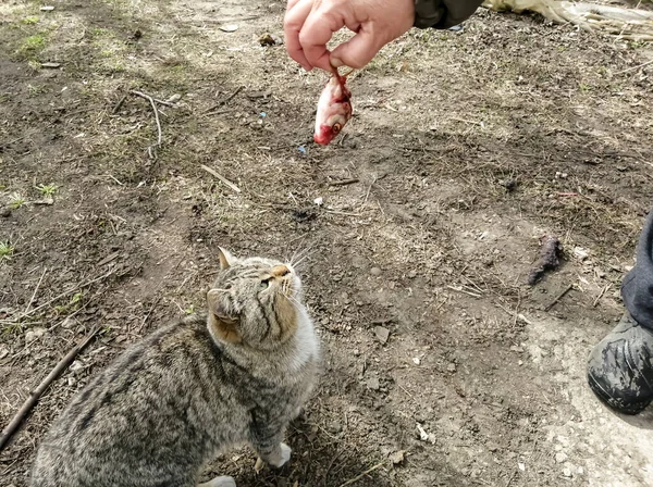 A street cat is eat a fish head. Fish head for street striped cat. Feeding a street cat.