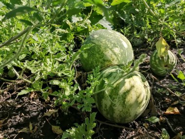 Watermelon on a bed under the leaves. a green, large watermelon ripens in the garden. Cultivation of watermelons.