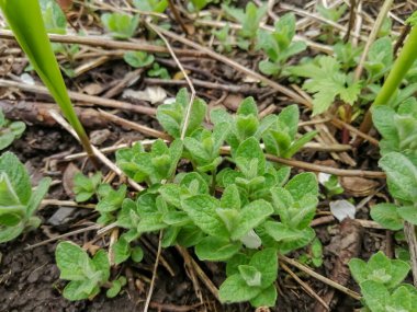 Nane şekeri oglorod 'da gagalandı, ilki. Bahar filizleri. Genç nane filizleri. Bahçede limon merhemi filizleri belirdi..