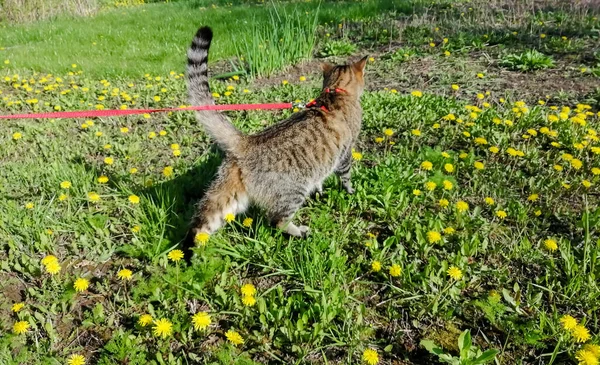 A domestic cat walks in a field of dandelions. Among the yellow dandelions walks a striped cat on a leash.
