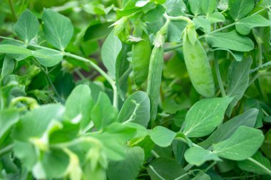 Pods of green peas on a bush. Bright pods of green peas ripen in the pods. A bush of young peas.