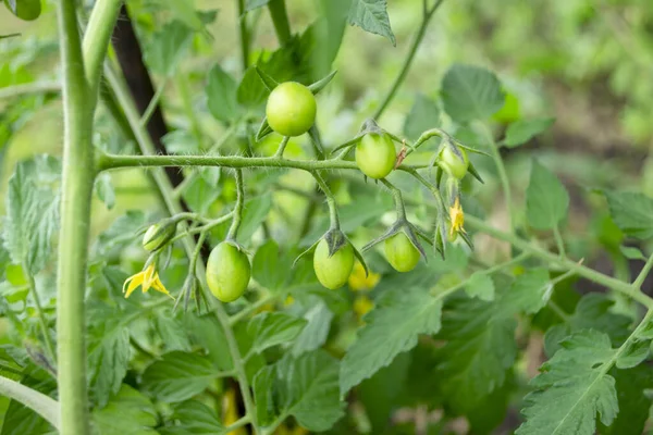 Green cherry tomatoes on a bush. Cherry tomatoes ripen on a branch. Growing cherry blossoms in the garden.