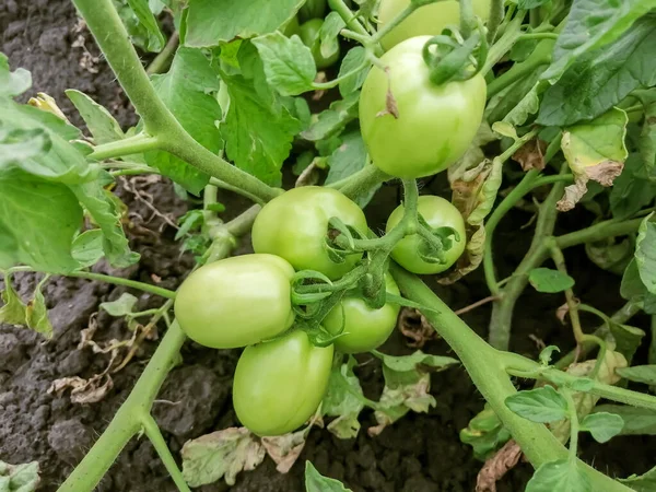 Green tomatoes on the bush. cultivation of tomatoes in the garden. The green fruits of the tomatoes are ripening. Tomato bush.