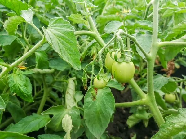 Green tomatoes on the bush. Tomato bush. cultivation of tomatoes in the garden. The green fruits of the tomatoes are ripening.