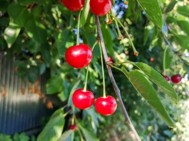 Ripe cherries hang from a tree. ON a branch are red cherry berries. Cherry crops can be harvested.