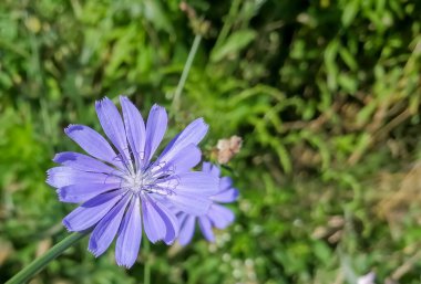 Blue flower on a green flower bed. Purple flowers with a blue tint on the background of greenery. One purple bud.
