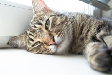 The cat sleeps on the window . Sleeping cat. The striped cat is asleep.