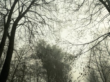 Sisin içindeki ağaçlardan oluşan tacı görüyorum. Sisin içindeki ağaçlar. Sisin içindeki sonbahar ağaçlarının tacı. Sisin içinde çıplak dalları olan ağaçlar.