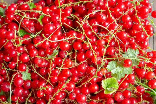 Lots of red currants. Currant harvest, top view. Background photo of red currant.