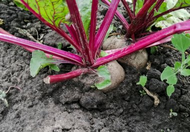 Growing buryak in the garden. Large root vegetables of red beets in the ground. A storm peeks out of the ground.