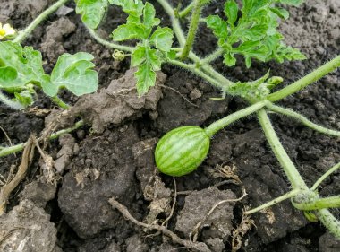 Small watermelons in the garden. Watermelon whip with fruits on the ground. Small fruits of watermelons grow on the bush.