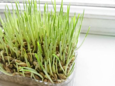 Green grass on the windowsill. Wheat seeds were asked on the window. Grass for cats at home. Useful vitamins from home greens for cats.