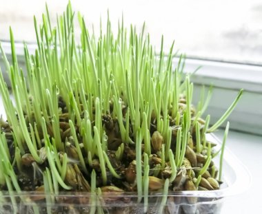 Green grass on the windowsill. Useful vitamins from home greens for cats. Wheat seeds were asked on the window. Grass for cats at home.
