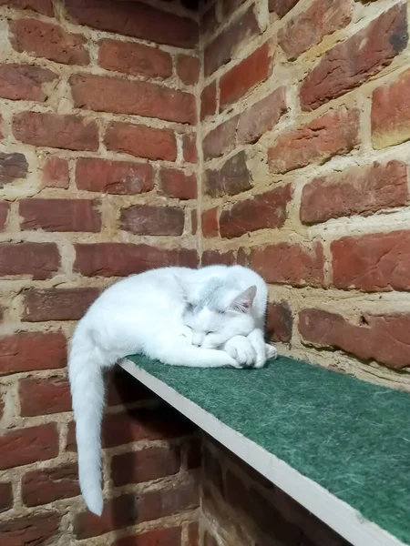 A white cat sleeps on a shelf in the corner of a brick wall. a green shelf where a cat sleeps. A cat sleeps in the corner of the room on a couch. the white cat is asleep.