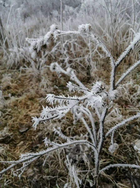 Icy plants. Frost covered the plants in the fall. Early frosts - frost on the bushes.