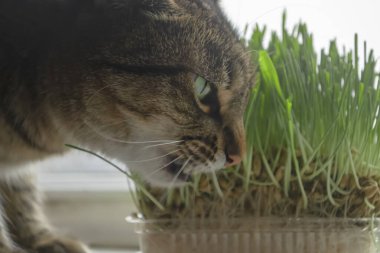 A domestic cat eats grass on the windowsill. The cat sniffs the grass. Striped cat and green grass. decorative grass for cats on the windowsill.