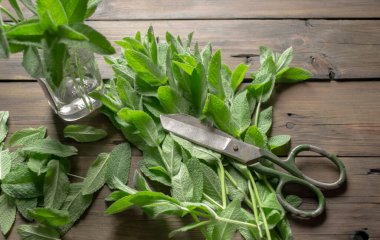 On the wooden table there are many branches of peppermint and scissors with a jar to make a bouquet. Bouquet of lemon balm with your own hands. Useful mint as a bouquet.