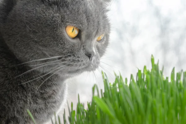 The yellow eyes of the Scottish Fold cat. The cat looks at the green grass. On the windowsill is green grass for the cat. A gray cat with yellow eyes looks at the grass.