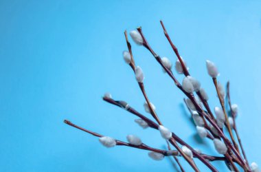 Mavi masada genç bir keçi söğüdünün dalları var - kediler. Yumuşak söğüt tomurcukları ilkbaharın başlarında mavi bir arka planda.