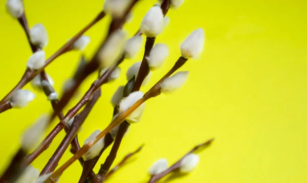 버드나무의 껍질은 노란색 바탕에 위에는 의부드러운 꽃봉오리들이 배경에 버드나무의 아름다운 — 스톡 사진