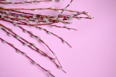 Pembe bir arka planda kabarık tomurcuklu söğüt dalları uzanıyor. Söğüt dallarındaki yumuşak tomurcuklar - Paskalya için hazırlık. Baharın başlangıcı yumuşak tomurcuklu bir söğüttür..