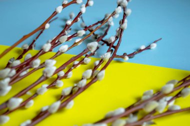 Ukrayna 'nın sembolü Paskalya bayrağı ve söğüttür. Ukrayna bayrağının arka planında kabarık tomurcuklu söğüt dalları.