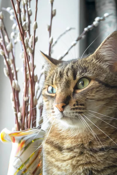 一只带条纹的猫在一束柳树旁边的窗户上 在一只漂亮的猫旁边的柳枝是近景 猫头的特写是背景中的柳树 — 图库照片
